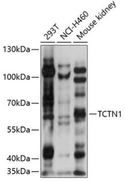 TCTN1 Antibody - Azide and BSA Free, Novus Biologicals:Antibodies:Primary