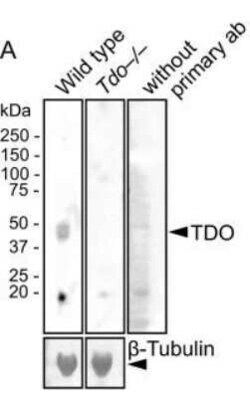 TDO2 Antibody, Novus Biologicals 0.05 mg | Buy Online | Novus Biologicals | Fisher Scientific