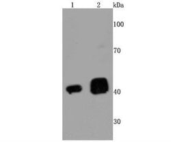 TDP-43/TARDBP Antibody (JM51-10), Novus Biologicals 100 &mu;L | Buy Online | Novus Biologicals | Fisher Scientific