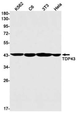 TDP-43/TARDBP Rabbit anti-Human, Mouse, Rat, Clone: S02-2A8, Novus Biologicals 25 &mu;g | Buy Online | Novus Biologicals | Fisher Scientific