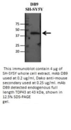 TDP-43/TARDBP Antibody (DB9) - BSA Free, Novus Biologicals:Antibodies:Primary
