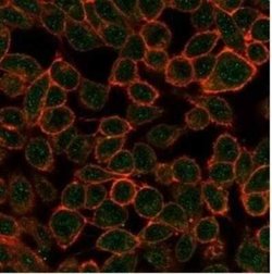 TDRKH Mouse anti-Human, Clone: PCRP-TDRKH-1H2, Novus Biologicals:Antibodies:Primary