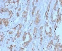 TDRKH Mouse anti-Human, Clone: PCRP-TDRKH-1H2, Novus Biologicals:Antibodies:Primary