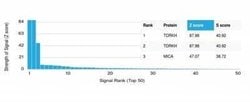 TDRKH Mouse anti-Human, Clone: PCRP-TDRKH-1H2, Novus Biologicals:Antibodies:Primary