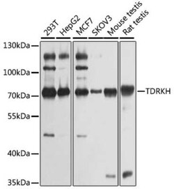 TDRKH Antibody - BSA Free, Novus Biologicals:Antibodies:Primary Antibodies