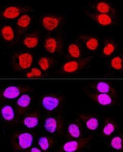 TEAD3 Antibody - BSA Free, Novus Biologicals 0.1 mL, Unconjugated:Antibodies,