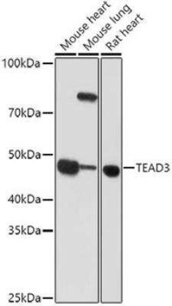 TEAD3 Antibody - BSA Free, Novus Biologicals 0.1 mL, Unconjugated:Antibodies,