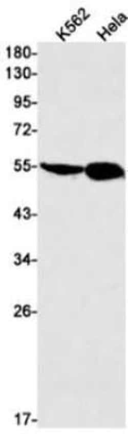 TEAD4 Rabbit anti-Human, Clone: S09-9D9, Novus Biologicals 100 &mu;g; Unconjugated:Antibodies,