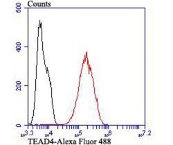 TEAD4 Rabbit anti-Human, Polyclonal, Novus Biologicals 100 &mu;l; Unconjugated:Antibodies,