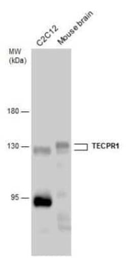 TECPR1 Antibody, Novus Biologicals 100 &mu;g; Unconjugated:Antibodies,