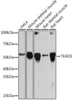 TEF1 Rabbit anti-Human, Mouse, Rat, Clone: 2E7N10, Novus Biologicals 100