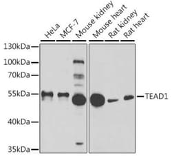 TEF1 Antibody - Azide and BSA Free, Novus Biologicals 0.02 mL; Unconjugated:Antibodies,