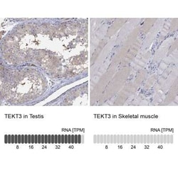 TEKT3 Rabbit anti-Human, Polyclonal, Novus Biologicals 100 &mu;g; Unconjugated:Antibodies,