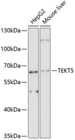 TEKT5 Antibody - Azide and BSA Free, Novus Biologicals 0.1 mL | Buy Online | Novus Biologicals | Fisher Scientific