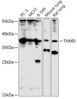 TEM Antibody - Azide and BSA Free, Novus Biologicals 0.02 mL; Unconjugated:Antibodies,