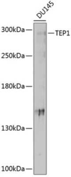 TEP1 Antibody - BSA Free, Novus Biologicals 0.02 mL | Buy Online | Novus Biologicals | Fisher Scientific