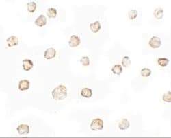 TESPA1 Antibody - BSA Free, Novus Biologicals 0.1 mg; Unconjugated:Antibodies,