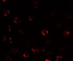 TESPA1 Antibody - BSA Free, Novus Biologicals 0.1 mg; Unconjugated:Antibodies,