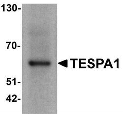 TESPA1 Antibody - BSA Free, Novus Biologicals 0.1 mg; Unconjugated:Antibodies,