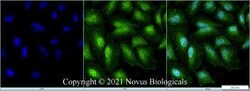 TET1 Antibody - BSA Free, Novus Biologicals:Antibodies:Primary Antibodies