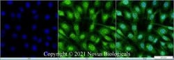 TET1 Antibody - BSA Free, Novus Biologicals:Antibodies:Primary Antibodies