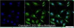 TET1 Antibody - BSA Free, Novus Biologicals:Antibodies:Primary Antibodies