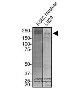 TET1 Antibody - BSA Free, Novus Biologicals:Antibodies:Primary Antibodies