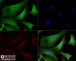 TET3 Antibody - BSA Free, Novus Biologicals:Antibodies:Primary Antibodies