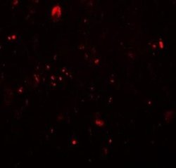 TET3 Antibody - BSA Free, Novus Biologicals 0.1 mg; Unconjugated:Antikörper