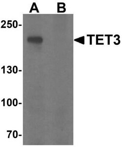 TET3 Antibody - BSA Free, Novus Biologicals 0.1 mg; Unconjugated:Antikörper