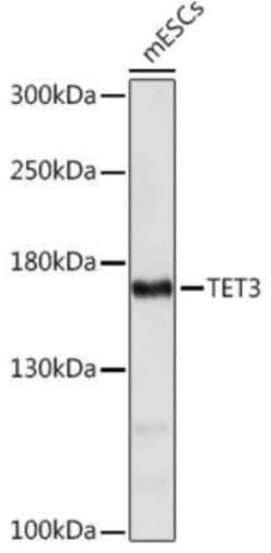 TET3 Antibody - Azide and BSA Free, Novus Biologicals:Antibodies:Primary