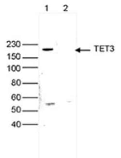 TET3 Rabbit anti-Human, Polyclonal, Novus Biologicals 50 &mu;g; Unconjugated:Antibodies,