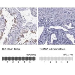 TEX13A Antibody, Novus Biologicals:Antibodies:Primary Antibodies