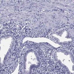 TEX13A Antibody, Novus Biologicals:Antibodies:Primary Antibodies