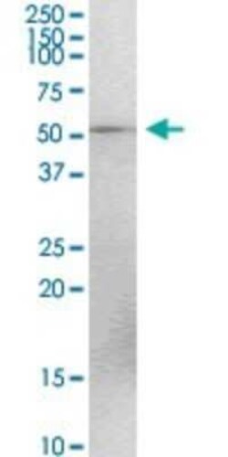 TEX13A Antibody, Novus Biologicals 0.1 mg | Buy Online | Novus Biologicals | Fisher Scientific
