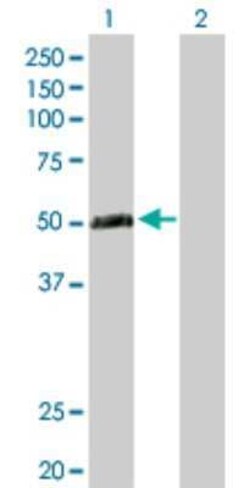 TEX13A Antibody, Novus Biologicals 0.1 mg | Buy Online | Novus Biologicals | Fisher Scientific