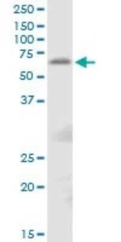 TFCP2 Antibody, Novus Biologicals 0.05 mg | Buy Online | Novus Biologicals | Fisher Scientific