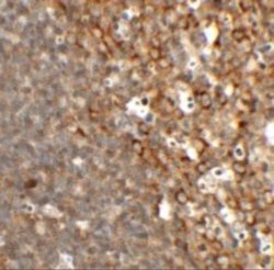 TFCP2L1 Antibody - BSA Free, Novus Biologicals 0.1 mg | Buy Online | Novus Biologicals | Fisher Scientific