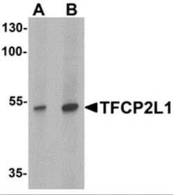 TFCP2L1 Antibody - BSA Free, Novus Biologicals 0.1 mg | Buy Online | Novus Biologicals | Fisher Scientific