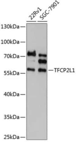 TFCP2L1 Antibody - Azide and BSA Free, Novus Biologicals 0.02 mL; Unconjugated:Antibodies,