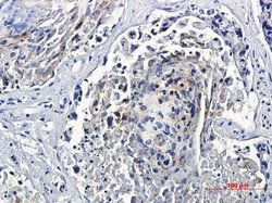 TFEB Rabbit anti-Human, Clone: S05-0D7, Novus Biologicals 100 &mu;g | Buy Online | Novus Biologicals | Fisher Scientific