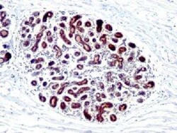Novus Biologicals TFF1/pS2 Antibody (GE2 (same as R47/94)) - Azide and