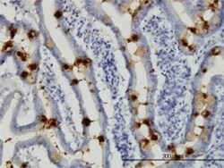 TFF3 Antibody (3D9), Novus Biologicals 0.1 mg | Buy Online | Novus Biologicals | Fisher Scientific