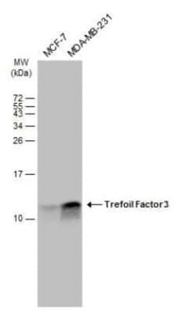 TFF3 Antibody, Novus Biologicals 100 μg; Unconjugated:Antibodies, Polyclonal