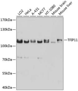TFIP11 Antibody - BSA Free, Novus Biologicals 0.1 mL, Unconjugated:Antibodies,