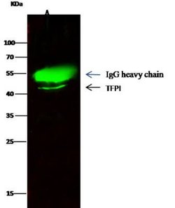 TFPI Rabbit anti-Human, Clone: 6, Novus Biologicals:Antibodies:Primary