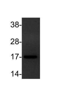 TGF-alpha Antibody (SPM542) - Azide and BSA Free, Novus Biologicals 0.1 mg | Buy Online | Novus Biologicals | Fisher Scientific