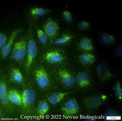 TGF-beta Antibody (1D11.16.8) - BSA Free, Novus Biologicals:Antibodies:Primary
