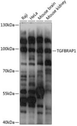 TGFBRAP1 Antibody - Azide and BSA Free, Novus Biologicals 0.1 mL | Buy Online | Novus Biologicals | Fisher Scientific