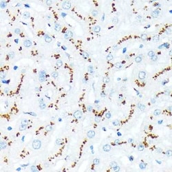 TGN46 Rabbit anti-Human, Clone: 9G5X6, Novus Biologicals:Antibodies:Primary